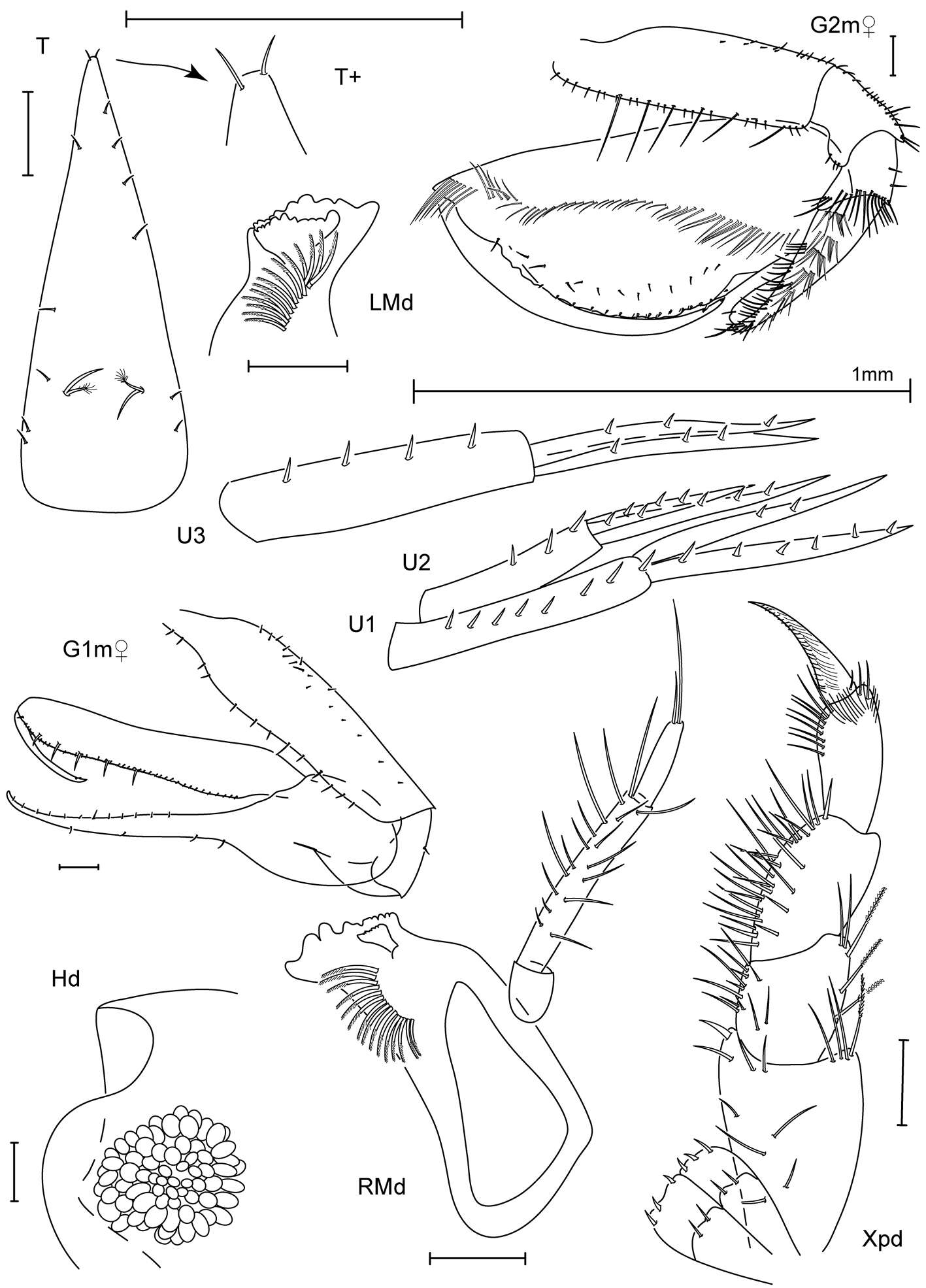 Imagem de Leucothoidea Dana 1852