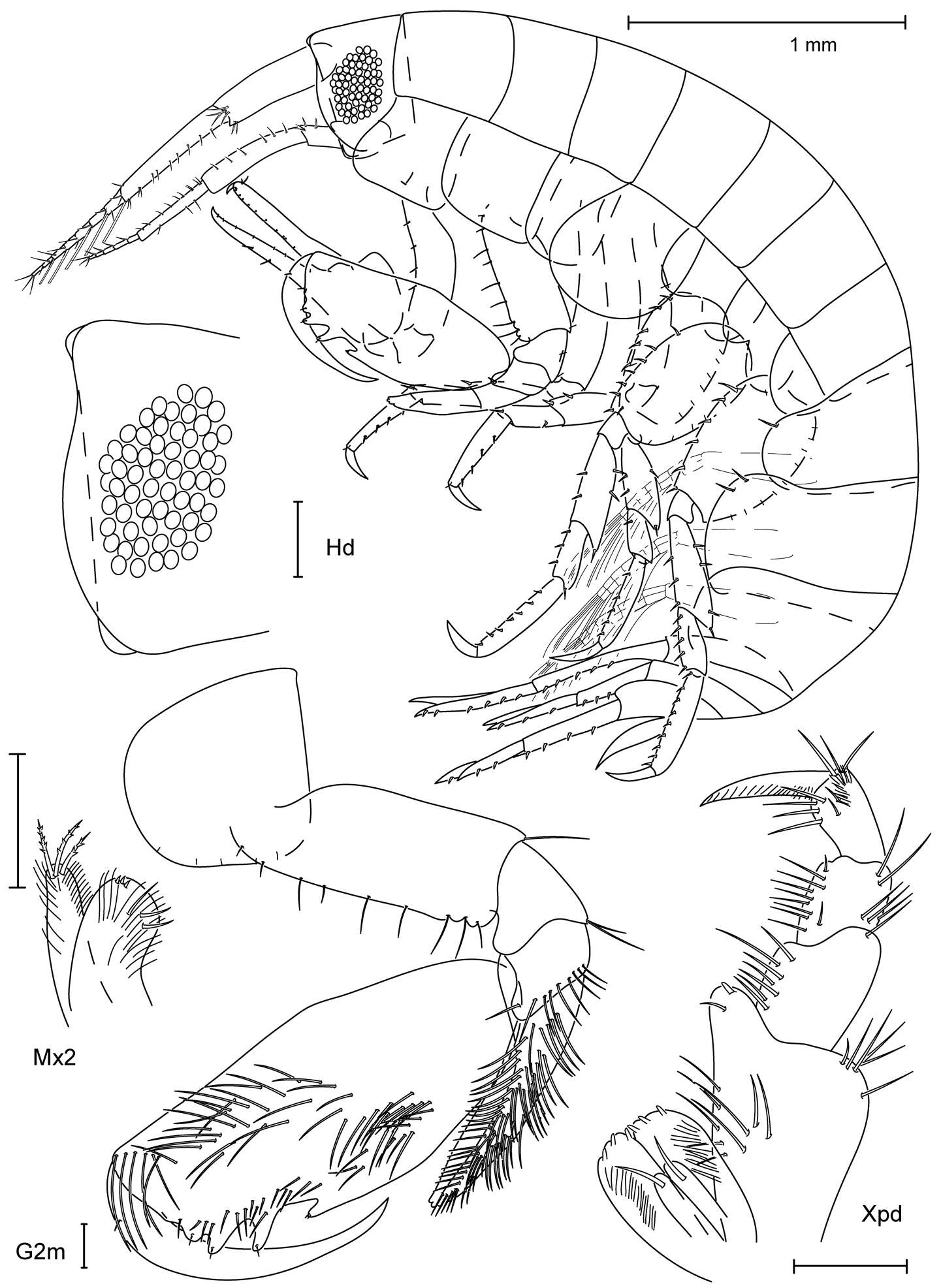 Image of Leucothoe nathani White & Reimer 2012