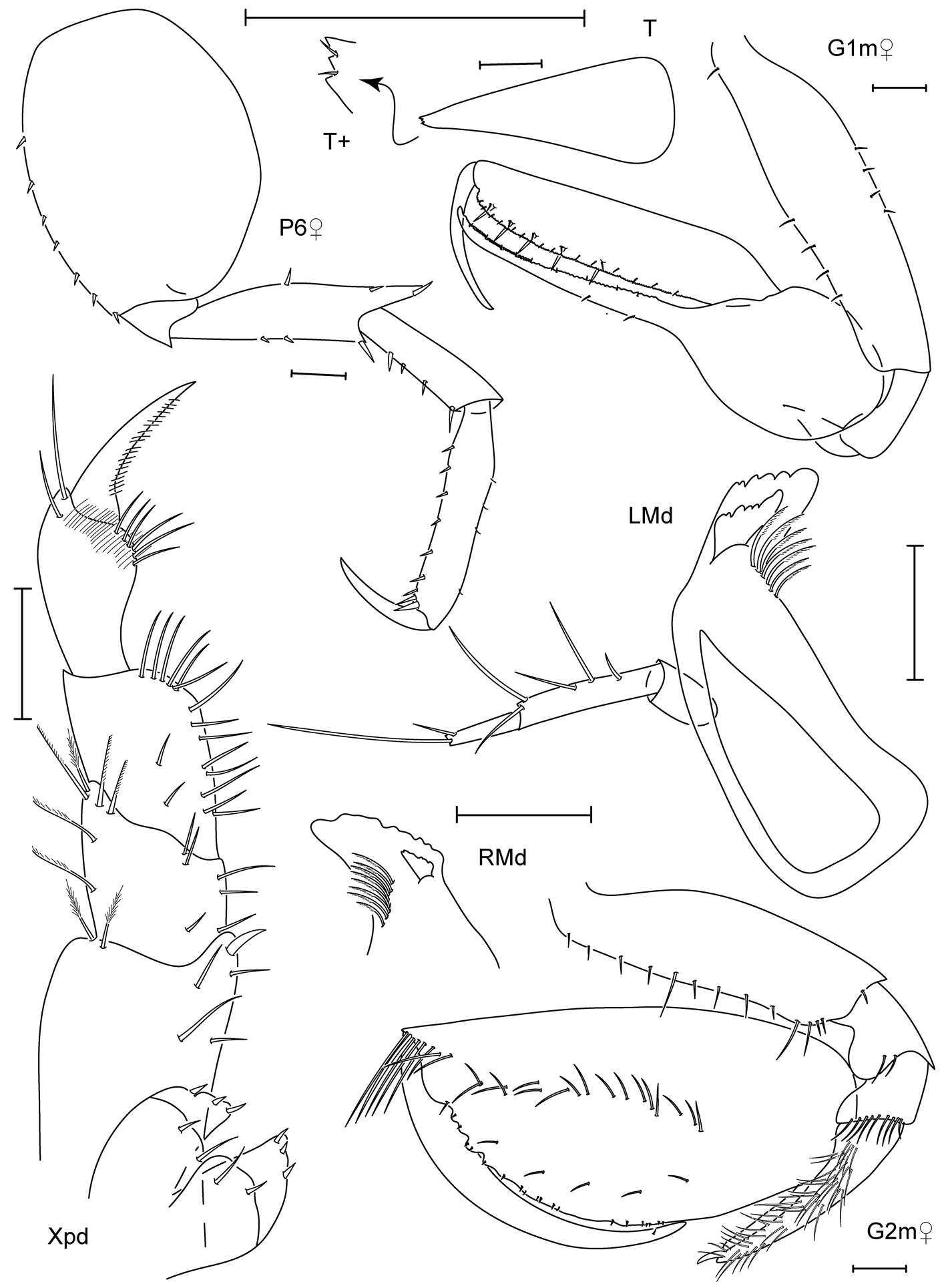 Image of Leucothoe trulla White & Reimer 2012