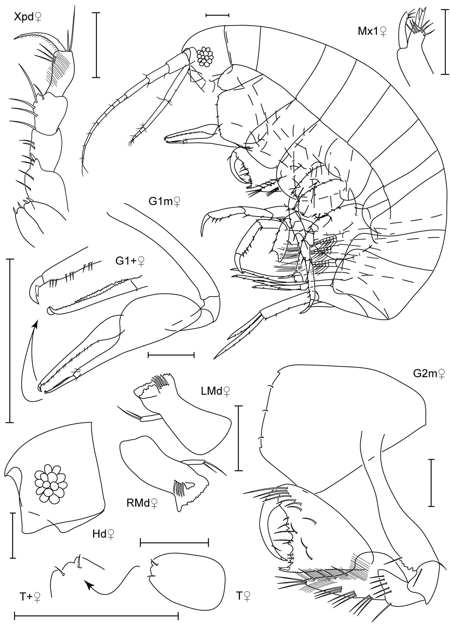 Image of Paranamixis Schellenberg 1938