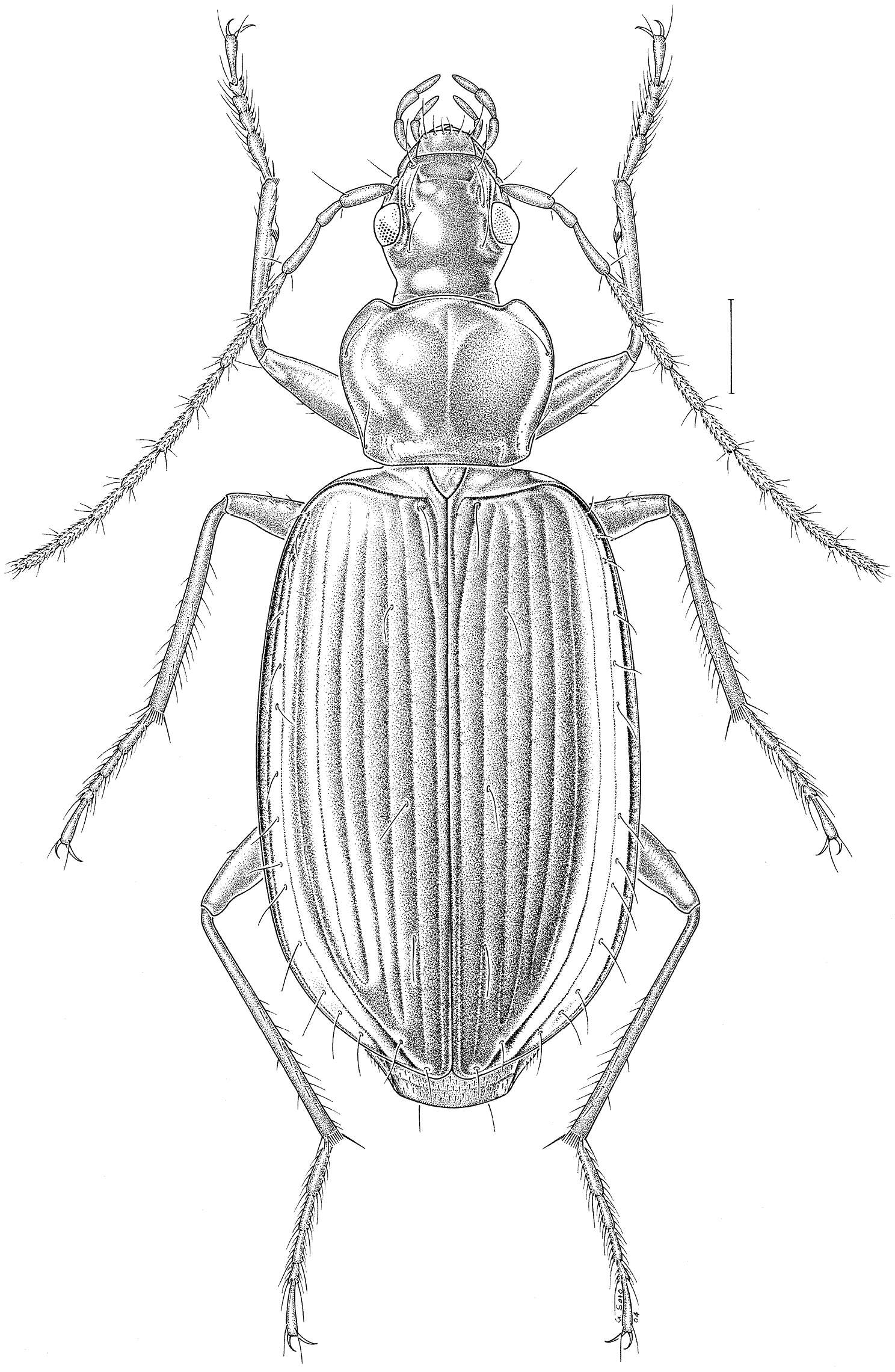 Image de Platynus