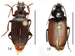 Image of Orthogonius variabilis Tian