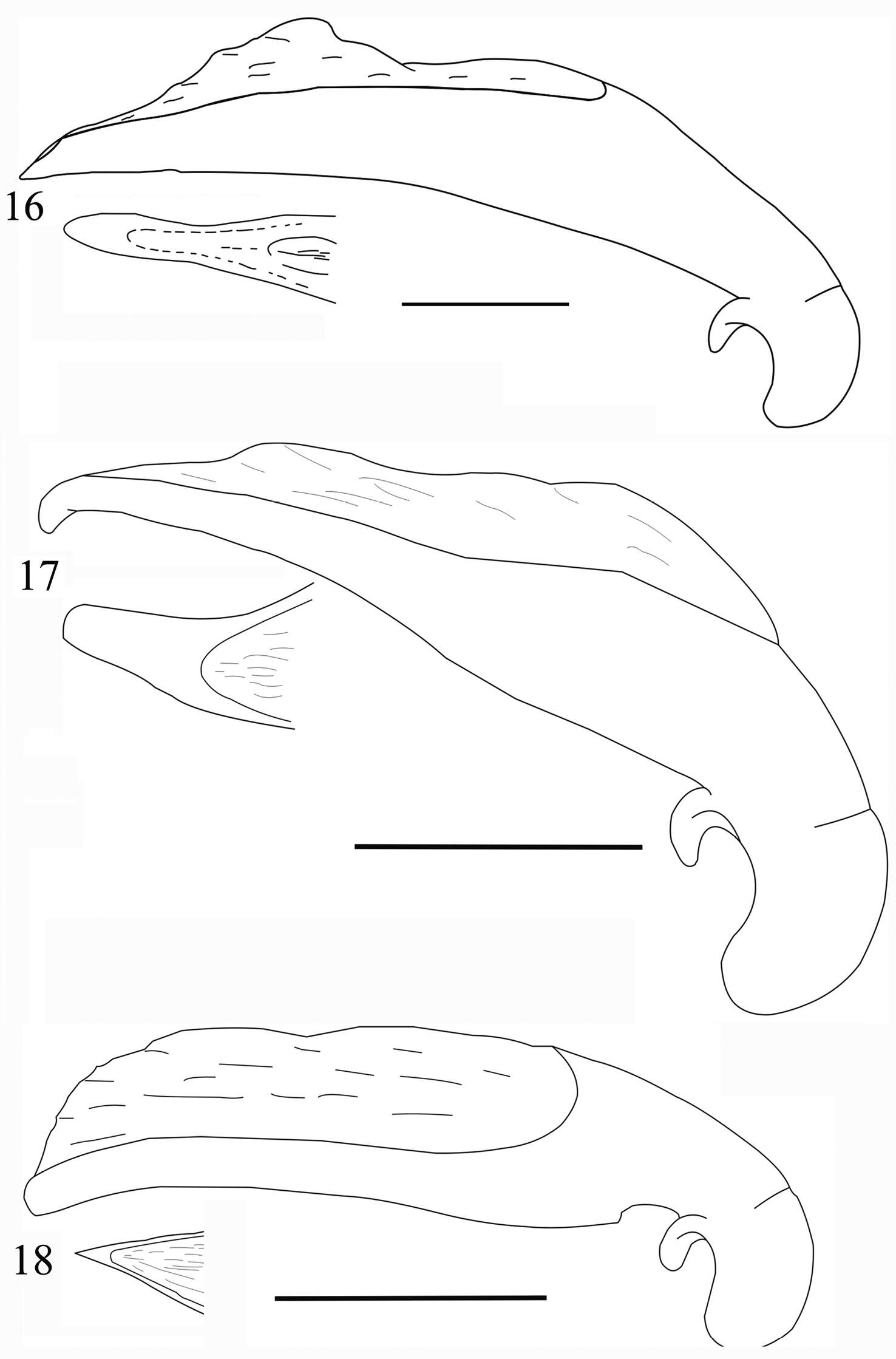 Image of Orthogonius similaris Tian