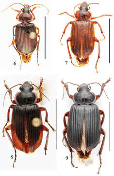 Image of Orthogonius pseudochaudoiri Tian