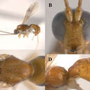 Image of Heerz macrophthalma Martínez, Zaldívar-Riverón, Ceccarelli & Shaw