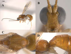 Imagem de Heerz macrophthalma Martínez, Zaldívar-Riverón, Ceccarelli & Shaw