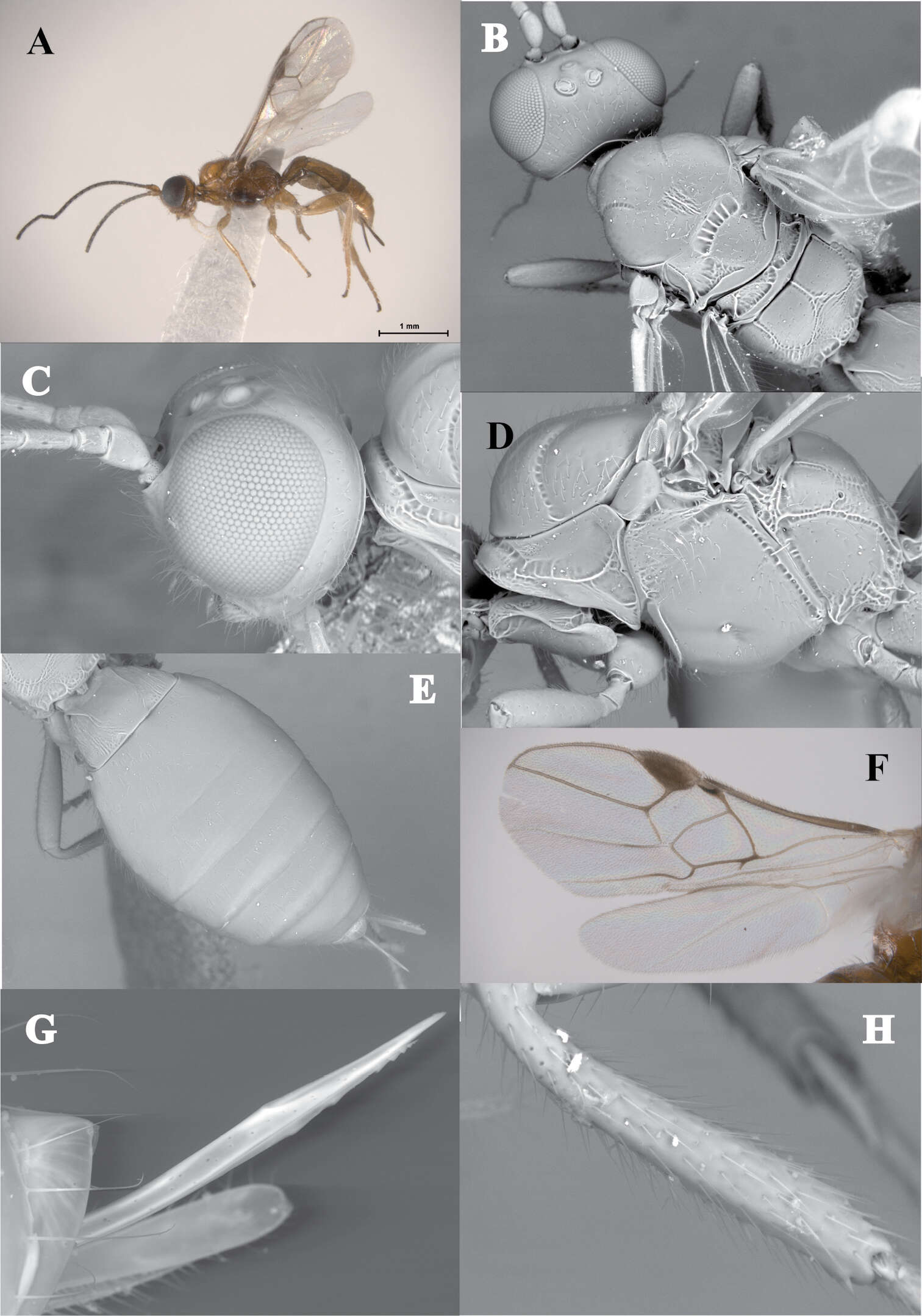 Image of Lissopsius pacificus Zaldívar-Riverón, Martínez, Ceccarelli & Shaw