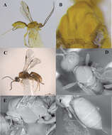 Image of Lissopsius jaliscoensis Zaldívar-Riverón, Martínez, Ceccarelli & Shaw