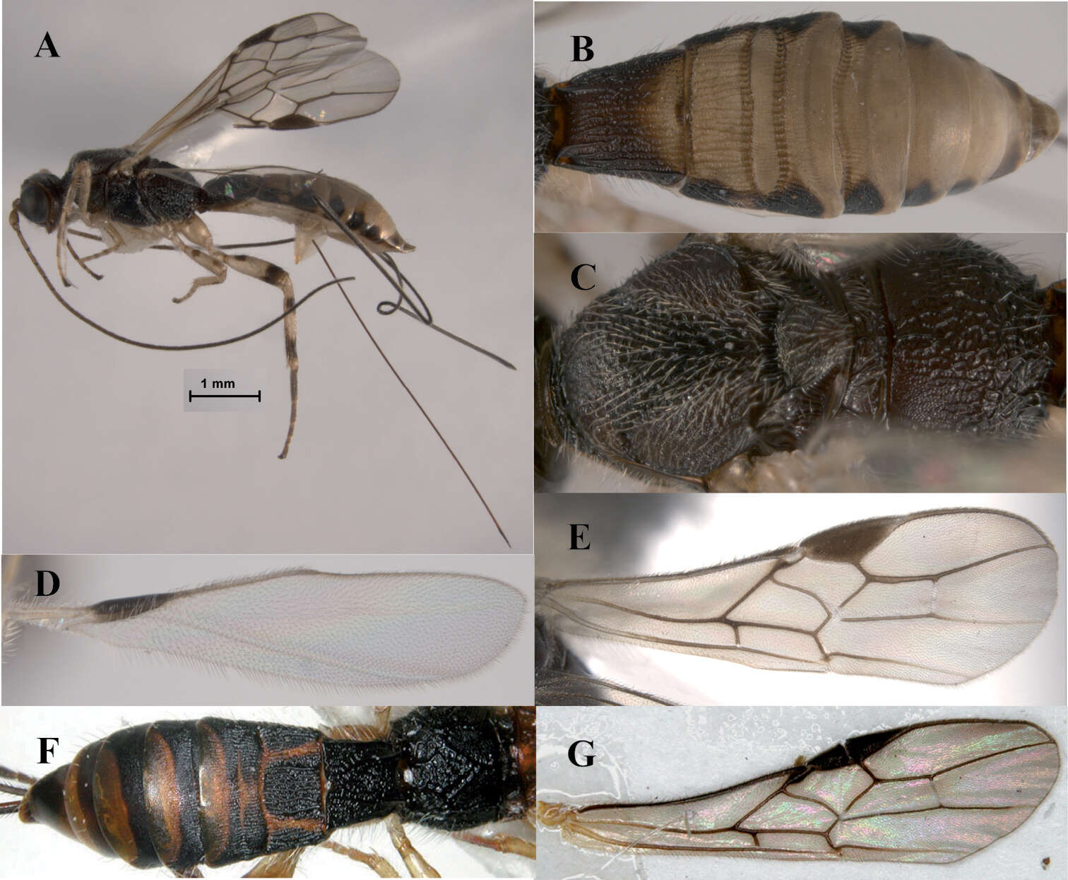 Image of Ondigus cuixmalensis Zaldívar-Riverón, Martínez, Ceccarelli & Shaw