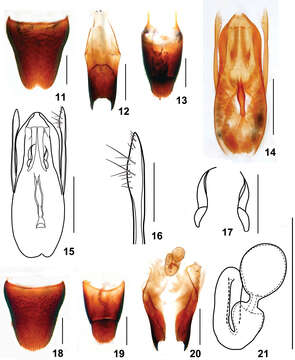 Image of Stenus cangshanus Tang, Liang & Li-Zhen Li 2012