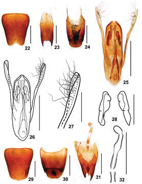 Image of Stenus hewenjiae Tang, Liang & Li-Zhen Li 2012