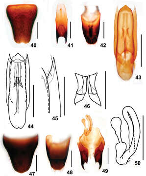 Image of Stenus yinziweii Tang, Liang & Li-Zhen Li 2012