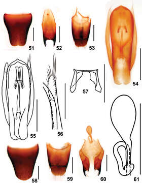 Image of Stenus zhaiyanbini Tang, Liang & Li-Zhen Li 2012