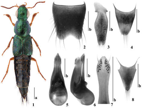 Image of Quedius (Raphirus) nabanhensis Hu, Jia-Yao, Li-Zhen Li & Guang-Hong Cao 2012