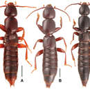 Image of Lathrobium longwangshanense Peng, Zhong, Li-Zhen Li & Mei-Jun Zhao 2012