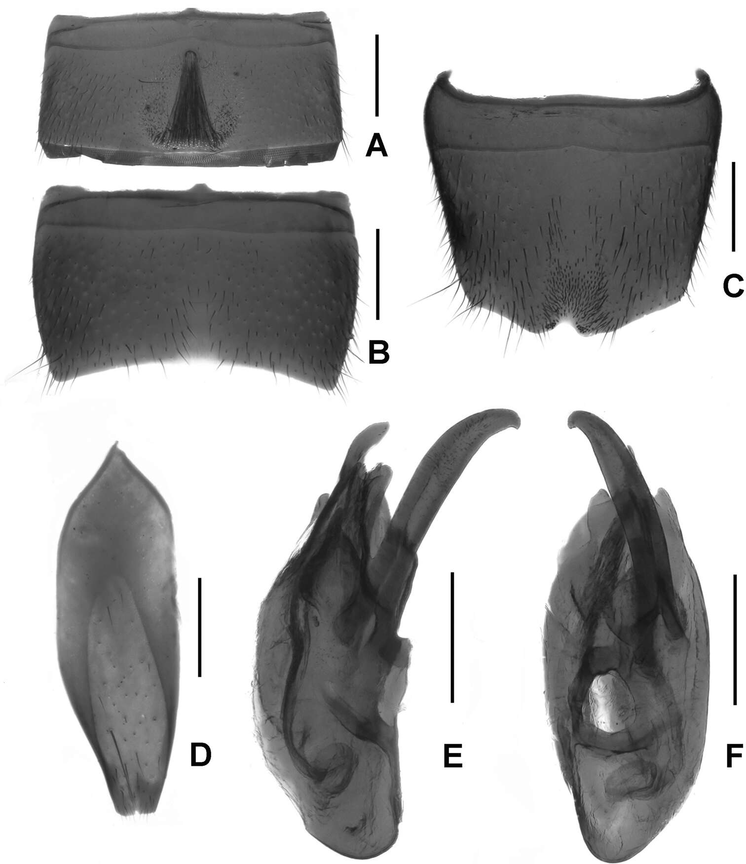 Image of Lathrobium