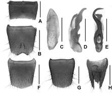 Lathrobium uncum Peng, Zhong, Li-Zhen Li & Mei-Jun Zhao 2012 resmi