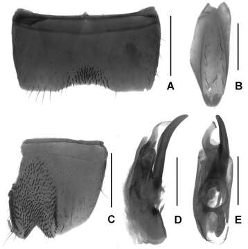 Image of Lathrobium lingae Peng, Zhong, Li-Zhen Li & Mei-Jun Zhao 2012