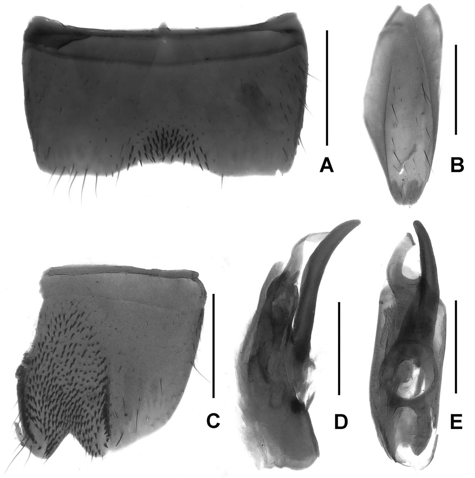 Imagem de Lathrobium lingae Peng, Zhong, Li-Zhen Li & Mei-Jun Zhao 2012