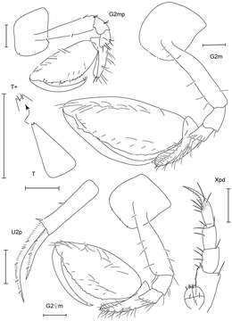 Image of Leucothoe hashi White & Reimer 2012