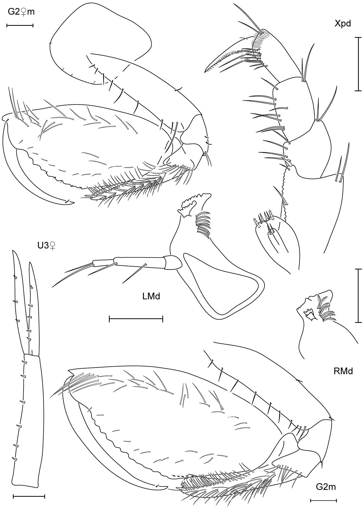 Image of Leucothoe lecroyae White & Reimer 2012
