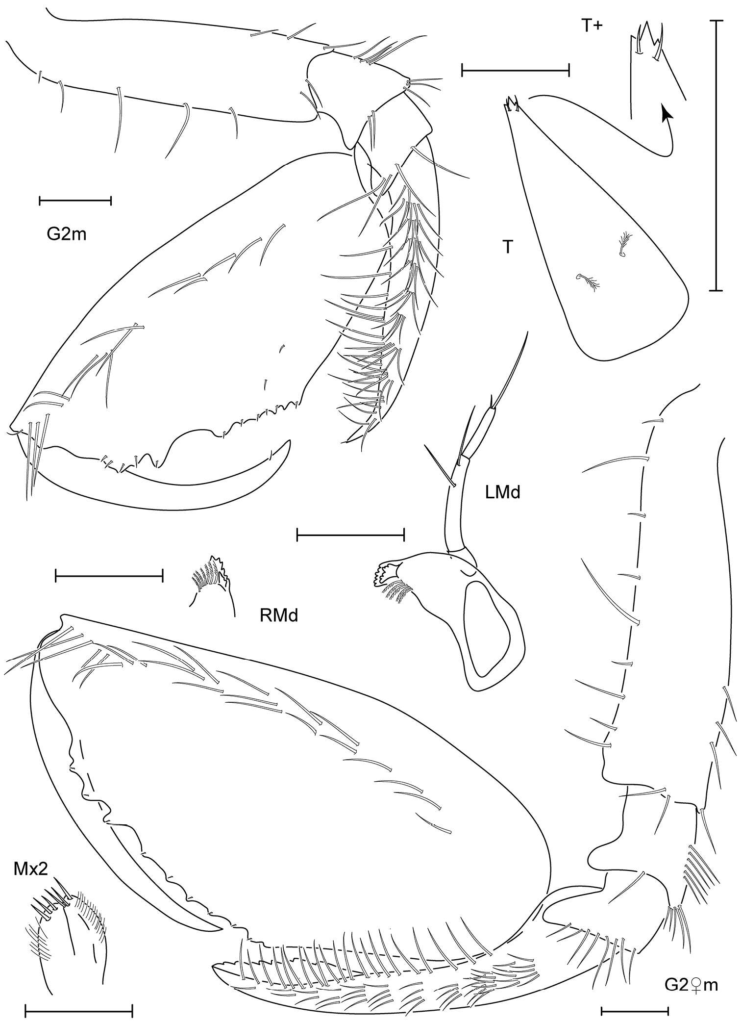 Image of Leucothoe nagatekubi White & Reimer 2012