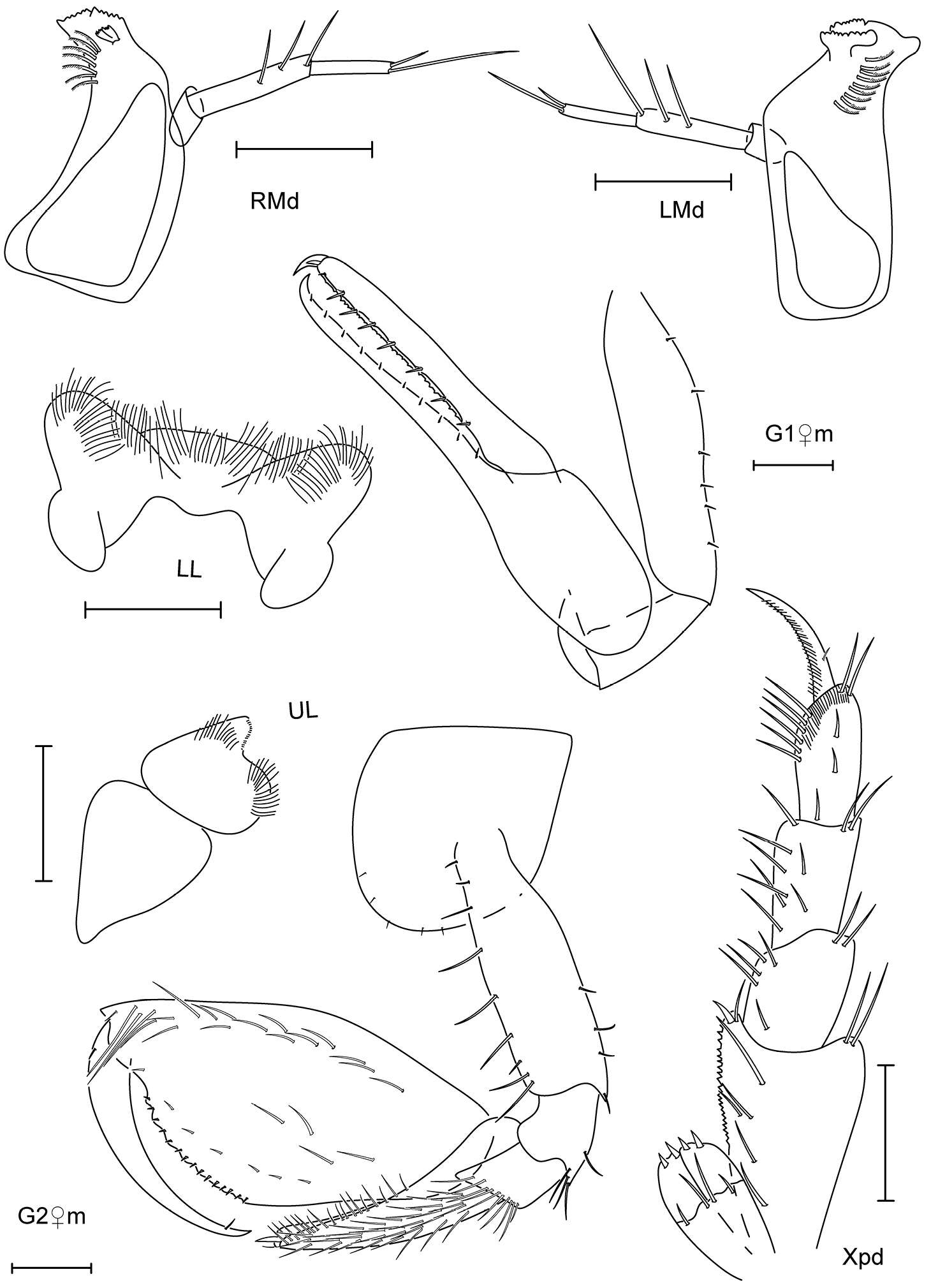 Image of Leucothoe ouraensis White & Reimer 2012