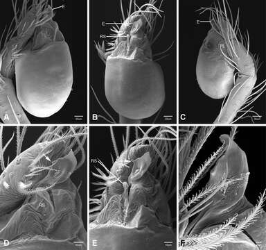 Image of Tayshaneta whitei Ledford, Paquin, Cokendolpher, Campbell & Griswold 2012