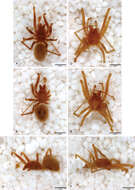 Image of leptonetid spiders