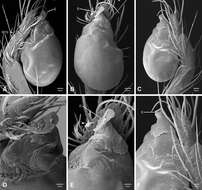 Image of leptonetid spiders