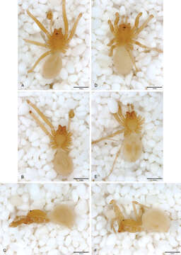 Plancia ëd Tayshaneta emeraldae Ledford, Paquin, Cokendolpher, Campbell & Griswold 2012