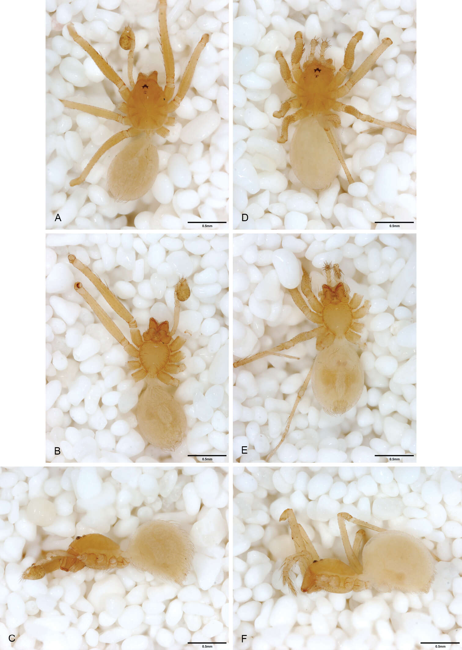 Image de Tayshaneta emeraldae Ledford, Paquin, Cokendolpher, Campbell & Griswold 2012