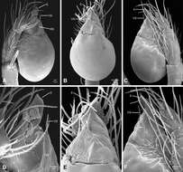 Image of Tayshaneta emeraldae Ledford, Paquin, Cokendolpher, Campbell & Griswold 2012