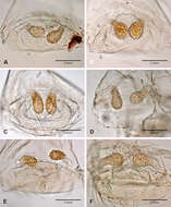 Image of Tayshaneta emeraldae Ledford, Paquin, Cokendolpher, Campbell & Griswold 2012