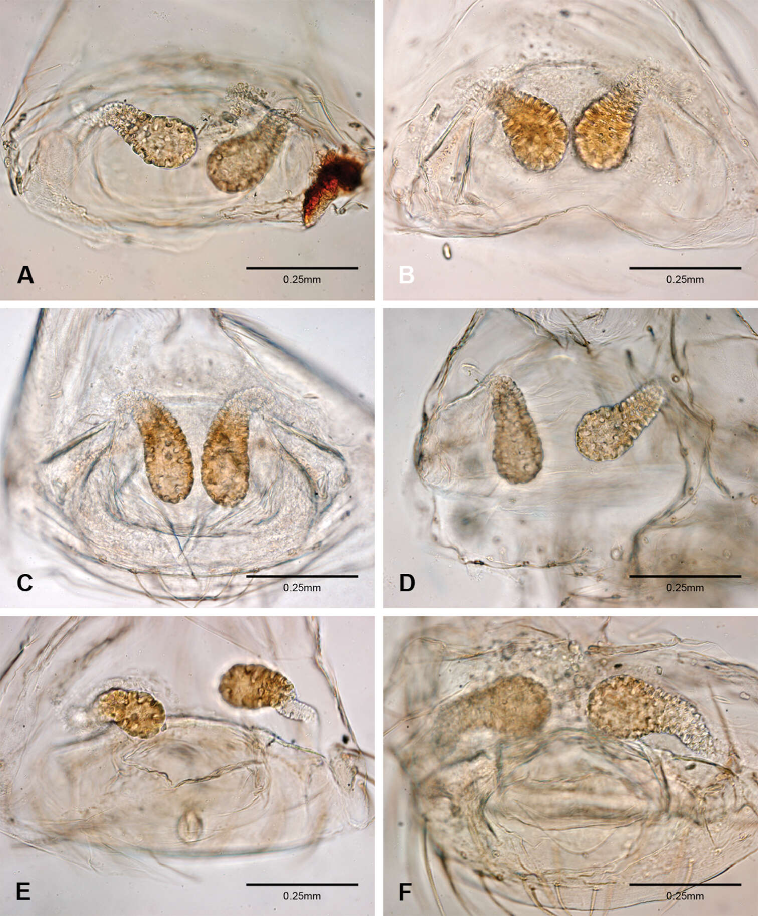 Image de Tayshaneta emeraldae Ledford, Paquin, Cokendolpher, Campbell & Griswold 2012