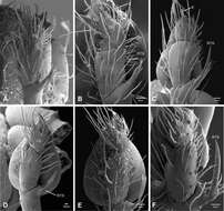 Image de Tayshaneta fawcetti Ledford, Paquin, Cokendolpher, Campbell & Griswold 2012