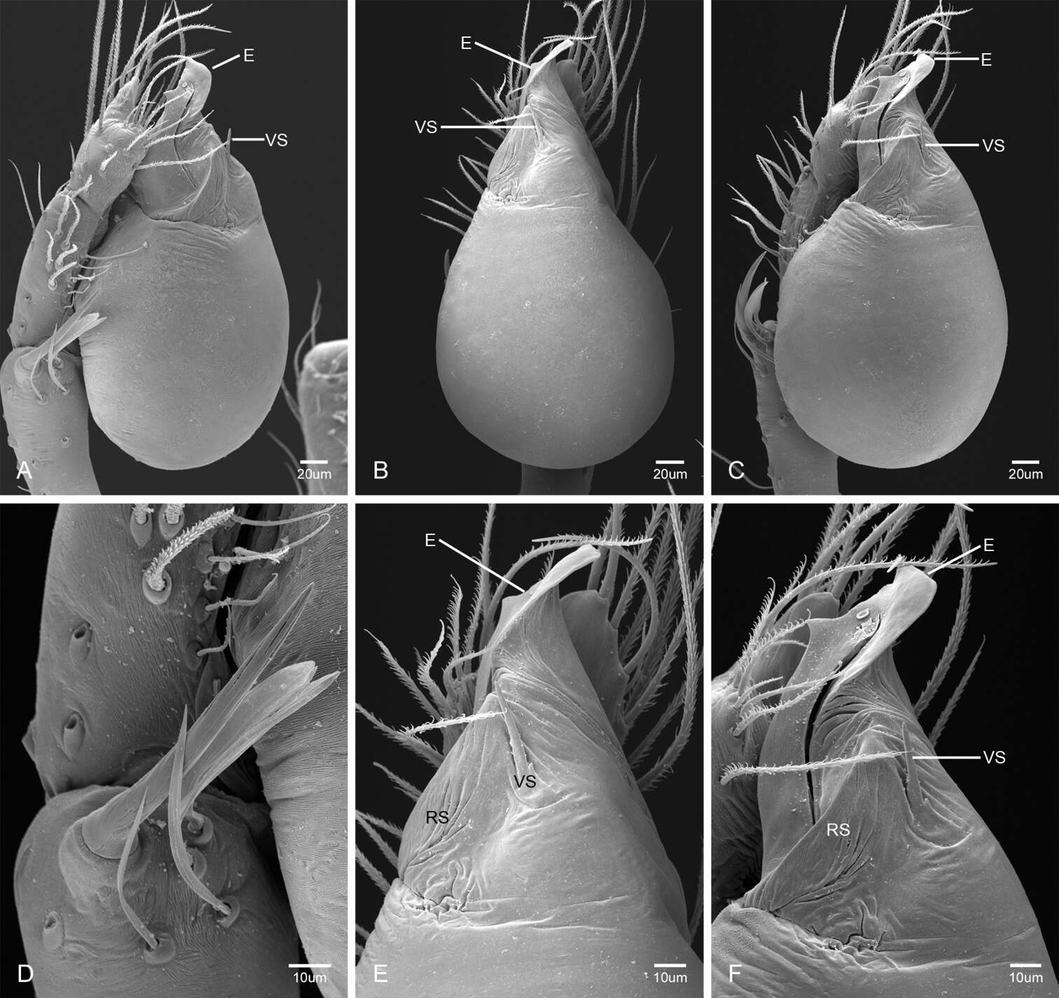 Image de Tayshaneta fawcetti Ledford, Paquin, Cokendolpher, Campbell & Griswold 2012