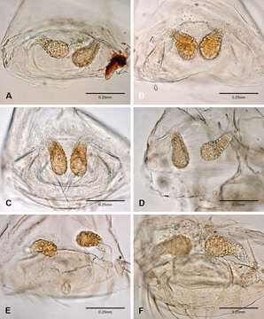 Image of Tayshaneta fawcetti Ledford, Paquin, Cokendolpher, Campbell & Griswold 2012