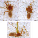Image of Tayshaneta grubbsi Ledford, Paquin, Cokendolpher, Campbell & Griswold 2012