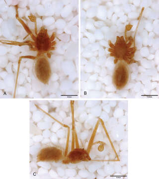 Image of Tayshaneta grubbsi Ledford, Paquin, Cokendolpher, Campbell & Griswold 2012