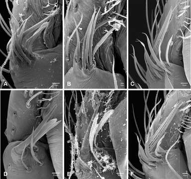 Image of Tayshaneta grubbsi Ledford, Paquin, Cokendolpher, Campbell & Griswold 2012