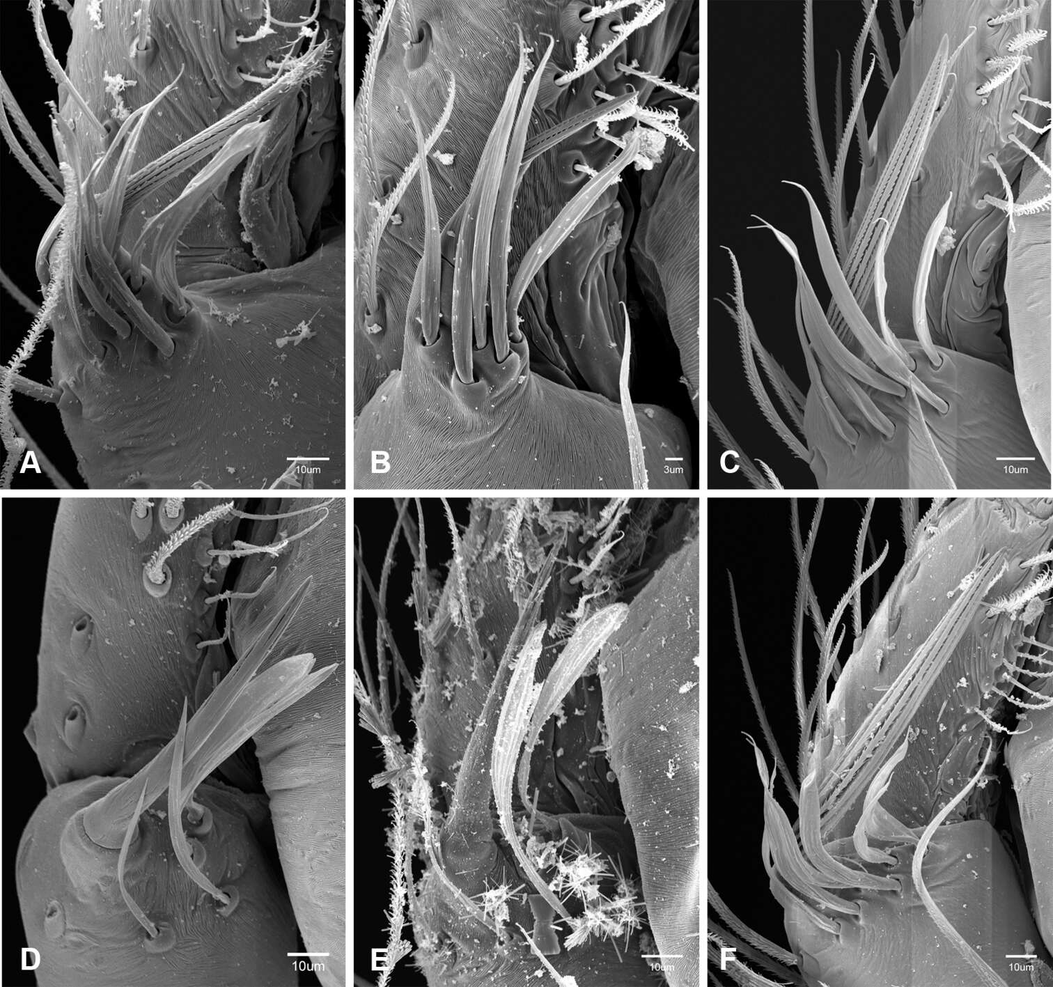 Image de Tayshaneta grubbsi Ledford, Paquin, Cokendolpher, Campbell & Griswold 2012