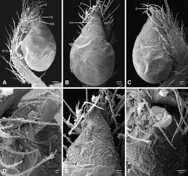 Image of Tayshaneta grubbsi Ledford, Paquin, Cokendolpher, Campbell & Griswold 2012