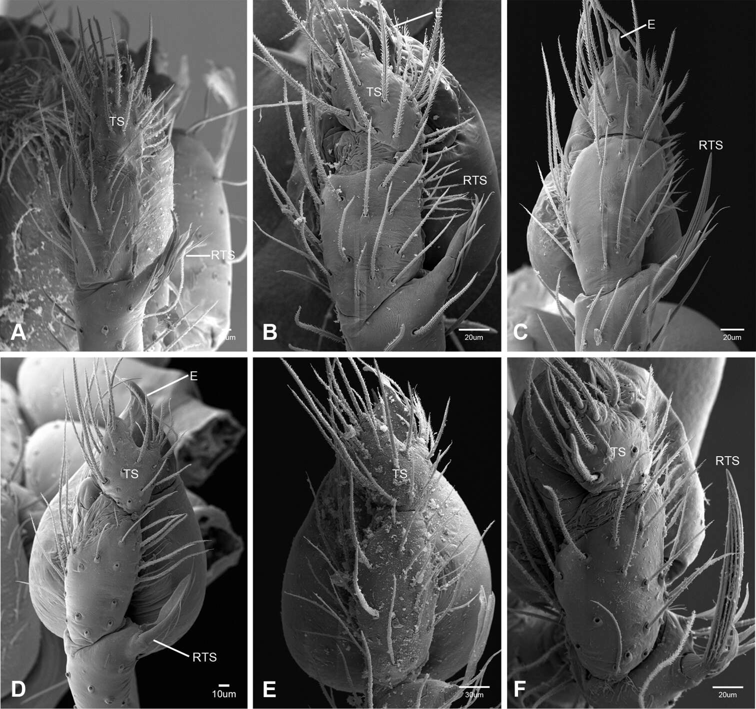 Image of Tayshaneta madla Ledford, Paquin, Cokendolpher, Campbell & Griswold 2012