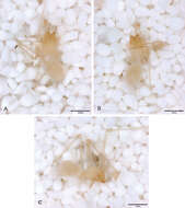 Sivun Tayshaneta oconnorae Ledford, Paquin, Cokendolpher, Campbell & Griswold 2012 kuva