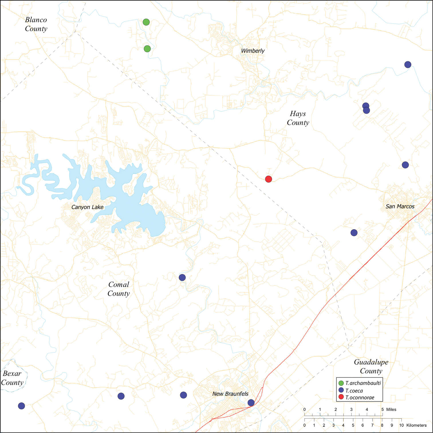 Sivun Tayshaneta oconnorae Ledford, Paquin, Cokendolpher, Campbell & Griswold 2012 kuva