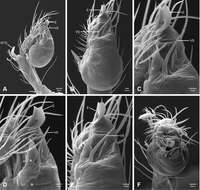 Image of Tayshaneta sandersi Ledford, Paquin, Cokendolpher, Campbell & Griswold 2012