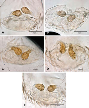 Image of Tayshaneta sandersi Ledford, Paquin, Cokendolpher, Campbell & Griswold 2012