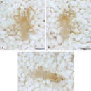 Image of Tayshaneta sprousei Ledford, Paquin, Cokendolpher, Campbell & Griswold 2012