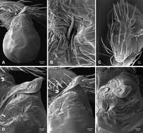 Image of Tayshaneta sprousei Ledford, Paquin, Cokendolpher, Campbell & Griswold 2012